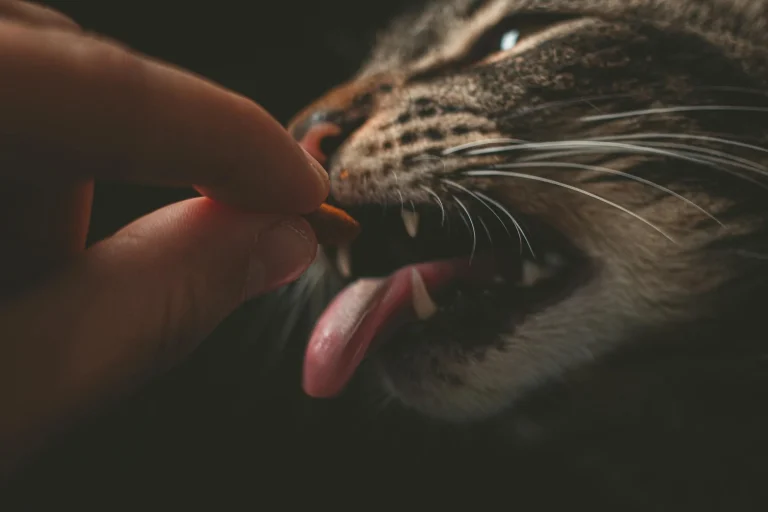 Pet Food Safety: Hidden Risks in Your Supply Chain Revealed
