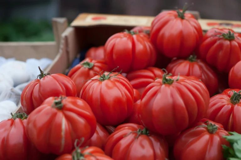 Smart Farming Sensors: The Key to Italian Tomato Profitability