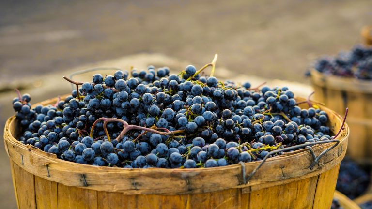 Blockchain Traceability in Action: Ponti’s Winegar Farm-to-Bottle Transparency