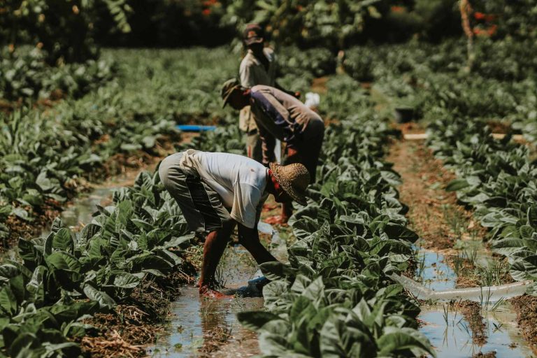 Inside Italy’s Tax Framework: A Model for European Tobacco Excise Control
