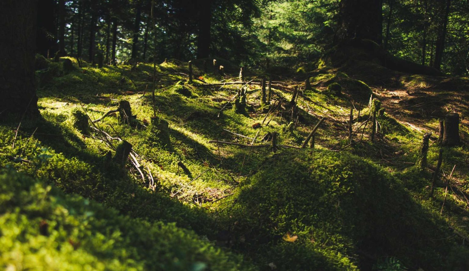 EUDR Compliance: How the New EU Deforestation Law Impacts Supply Chains