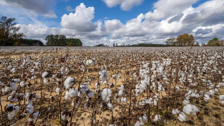 Mastering Cotton Traceability: From Farm to Fashion Framework