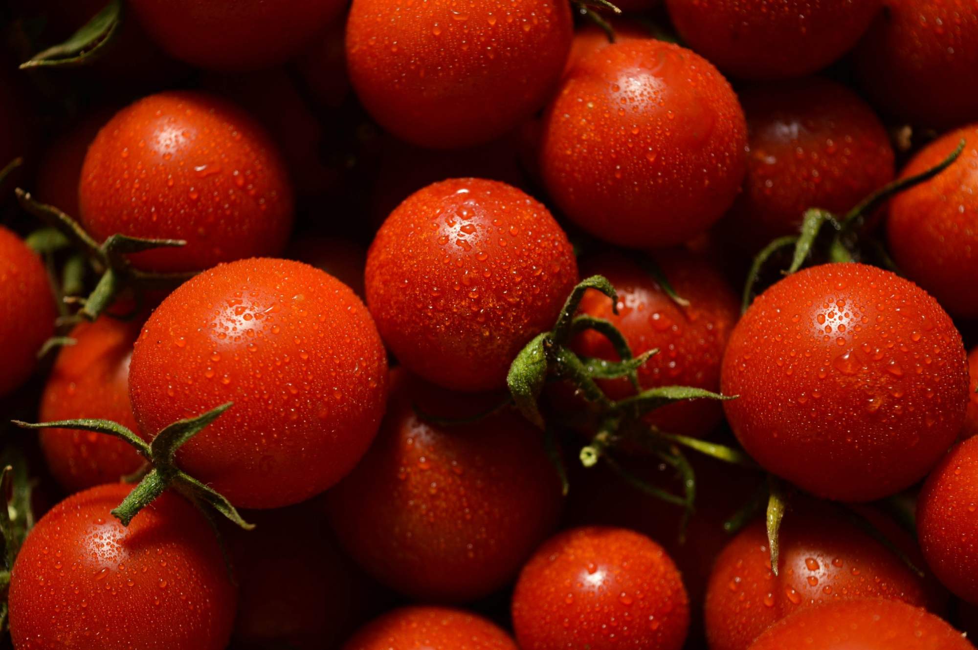 Italian Tomato Industry: Competitiveness and Traceability