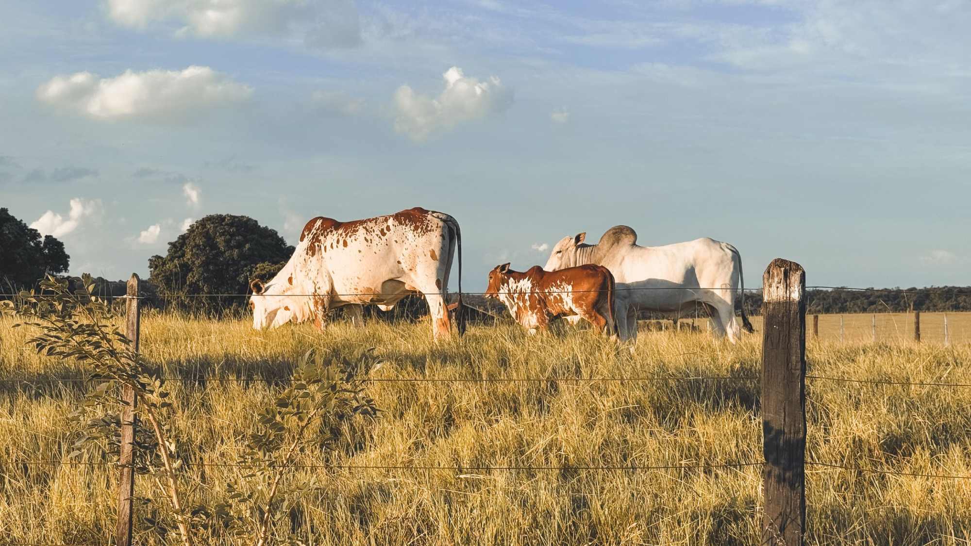 From Ear Tags to Birth-to-Beef: How Bovine Traceability Evolved 