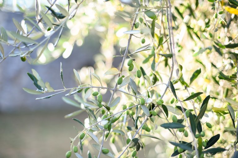 Beyond Quality and Traceability: The Social Impact Behind Extra Virgin Olive Oil