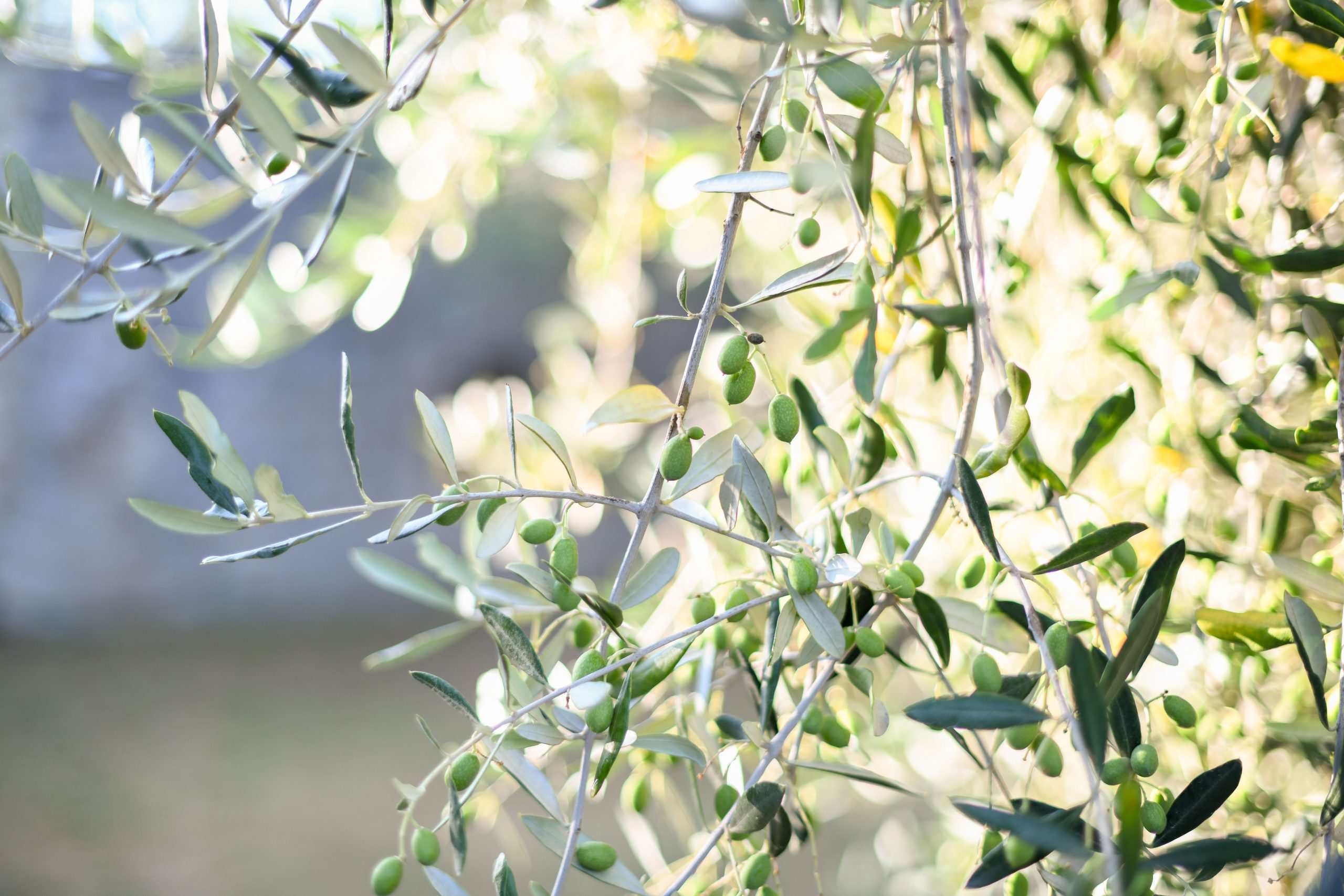 Beyond Quality and Traceability: The Social Impact Behind Extra Virgin Olive Oil