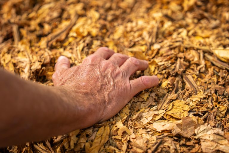 How Digital Traceability Is Reshaping Italy’s Tobacco Supply Chain