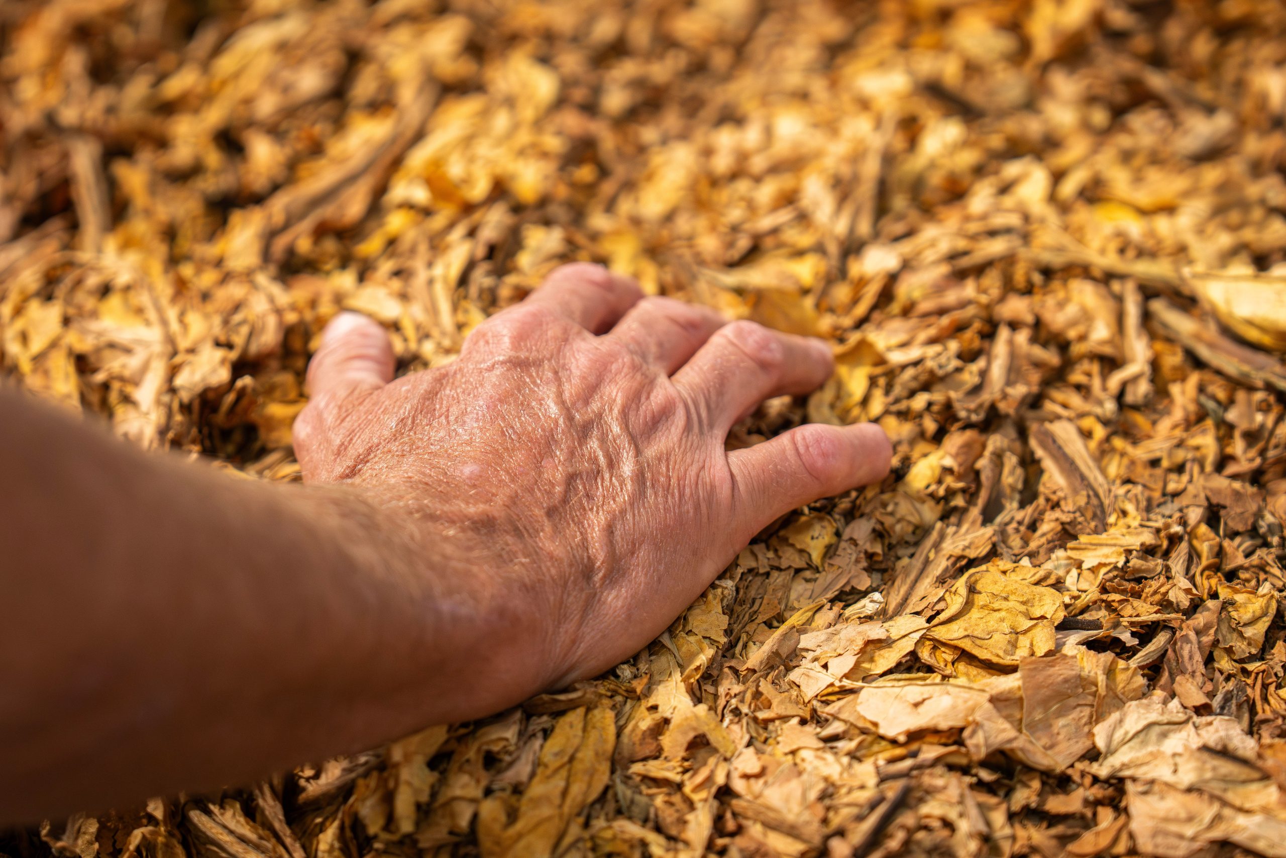 How Digital Traceability Is Reshaping Italy’s Tobacco Supply Chain
