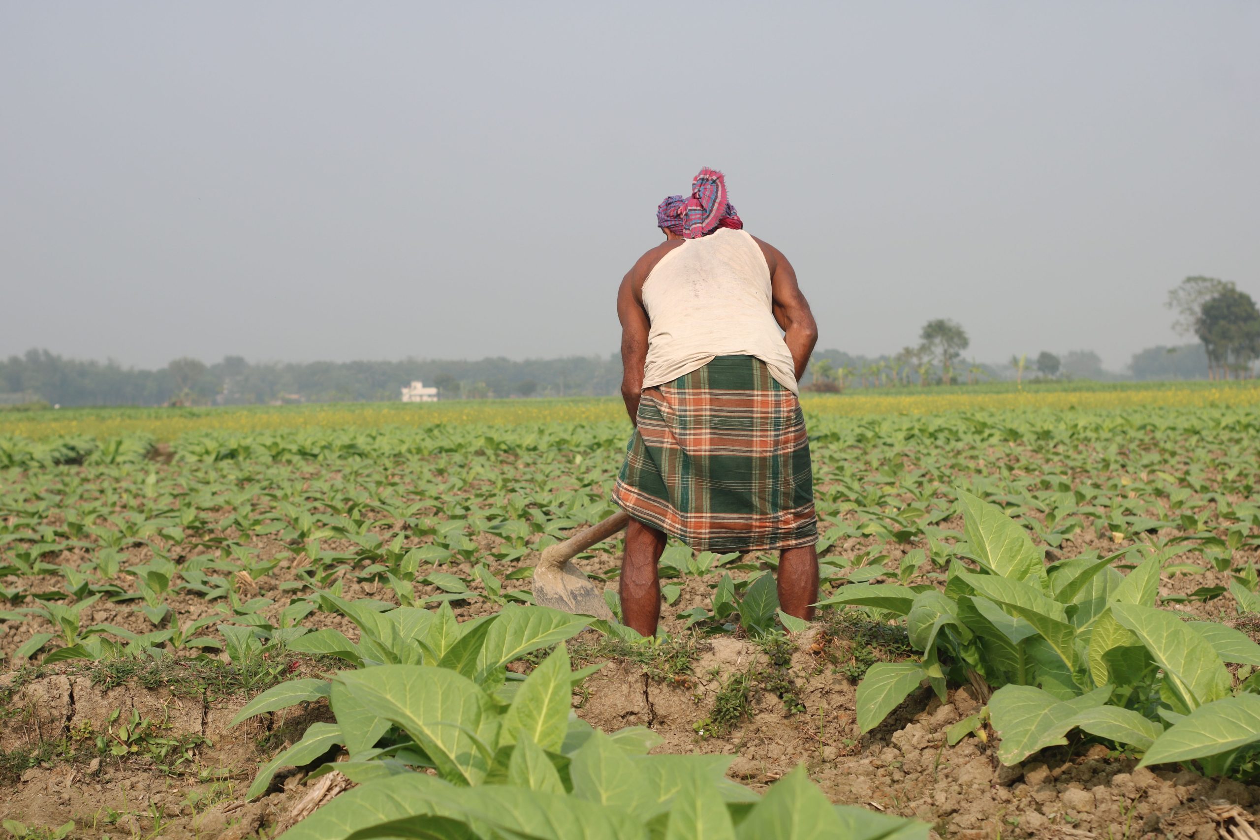 Bangladesh’s Digital Tobacco Traceability Strategy: Building a National Track & Trace Ecosystem Against Illicit Trade